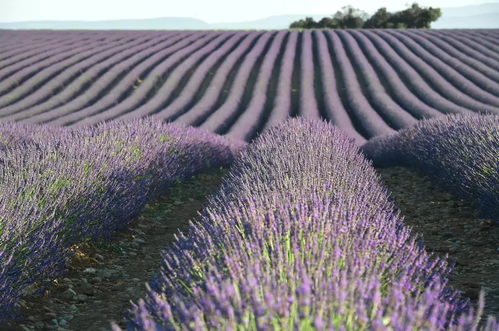 Dovolená V Provence